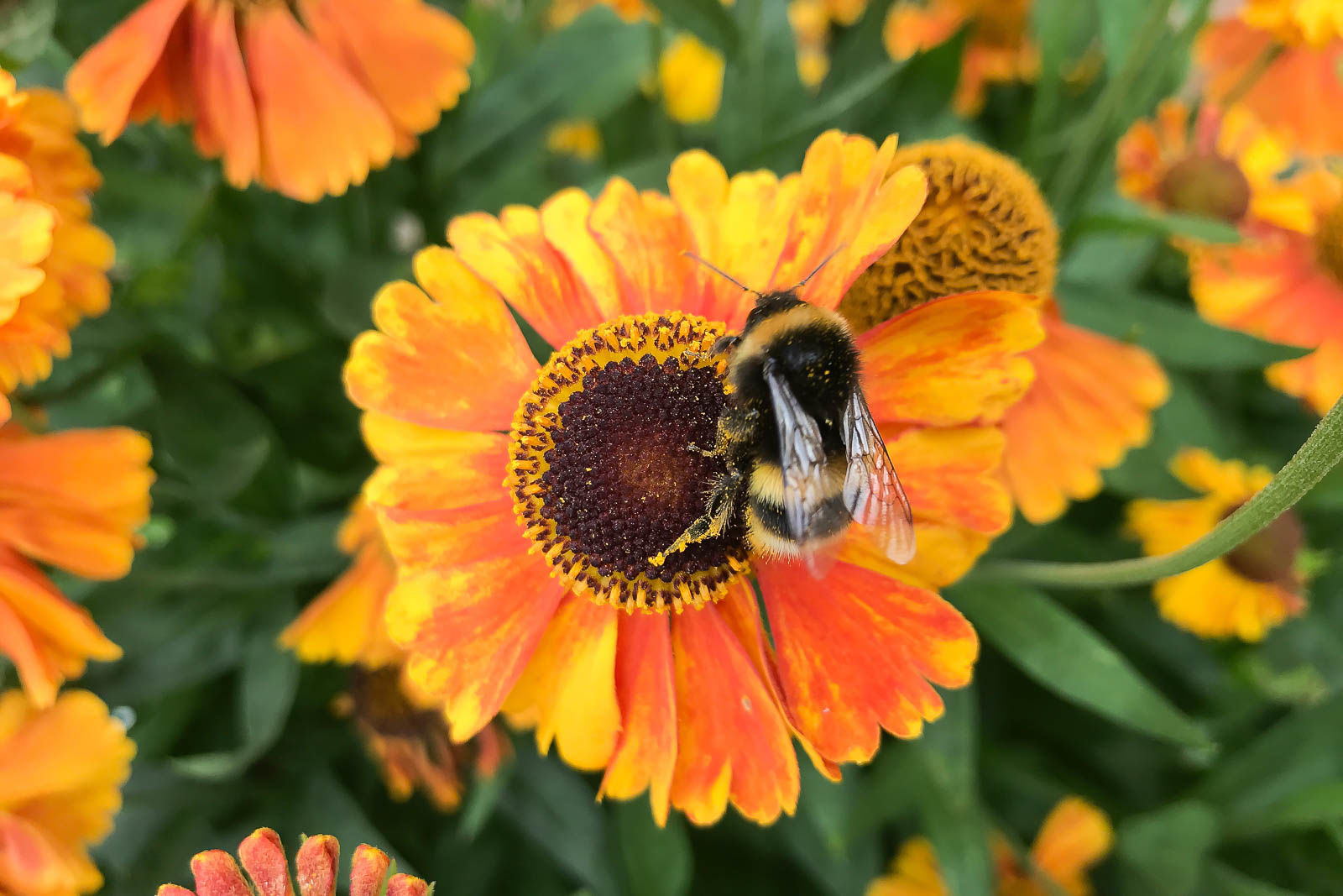 What do bees do? 4 important ways they help our world Balqees