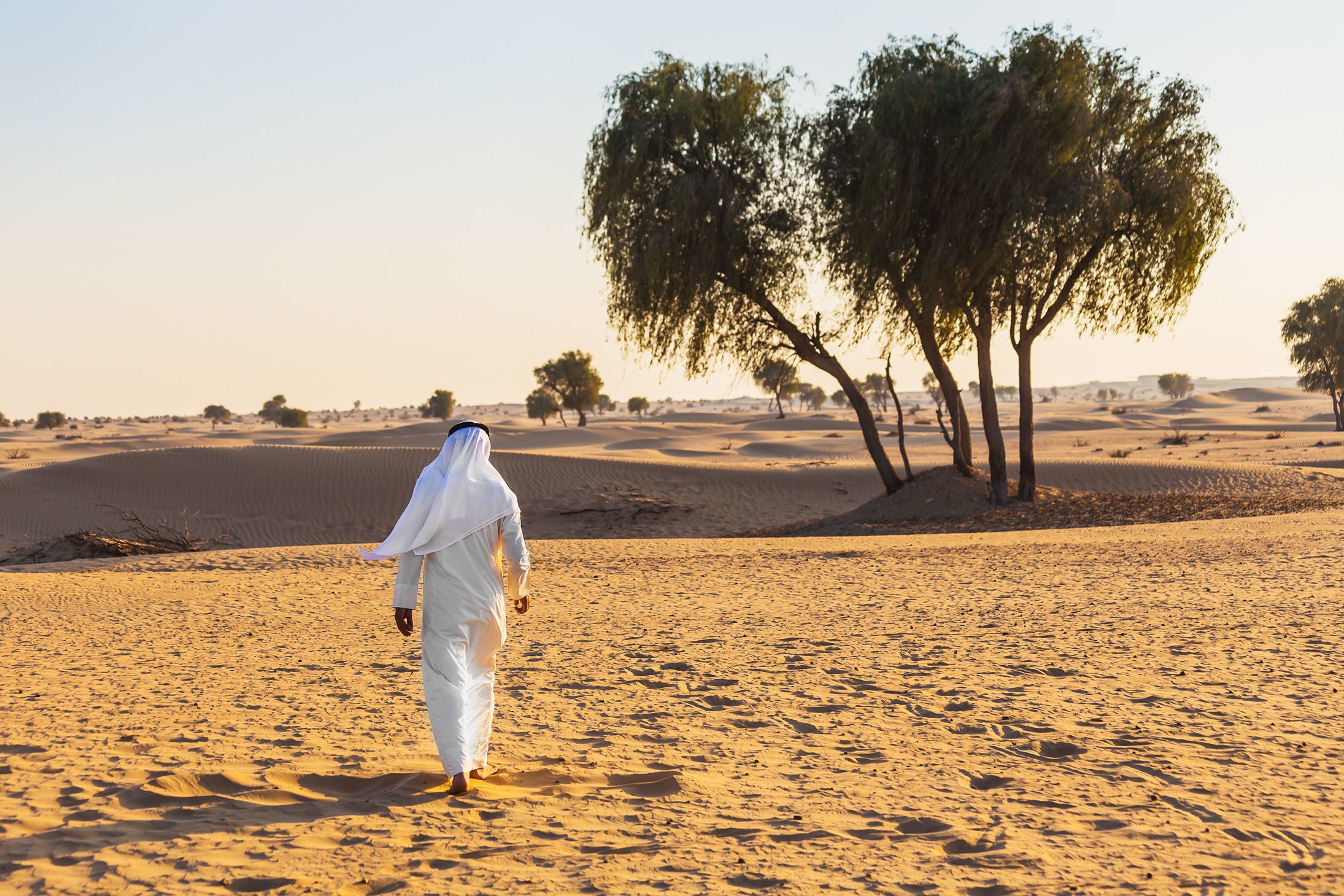 Sadr Tree The story of the precious Sidr tree – Balqees